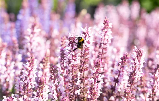 Salvia nemorosa 'Salute Light Pink' Salvia nemorosa 'Salute Light Pink'
