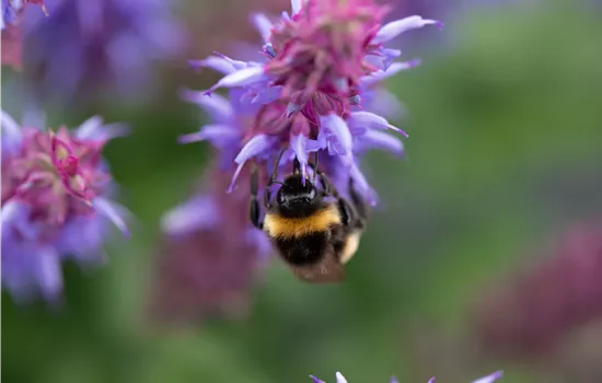 Salvia nemorosa 'Salute Ice Blue' Salvia nemorosa 'Salute Ice Blue'