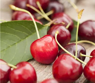 Prunus avium 'Sweetheart' Prunus avium 'Sweetheart'