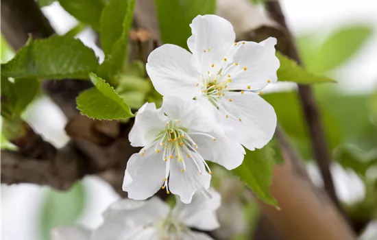 Prunus avium 'Sylvia'