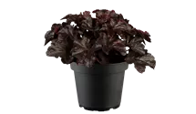 Heuchère 'Obsidian'
