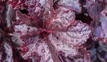 Heuchère 'Obsidian'