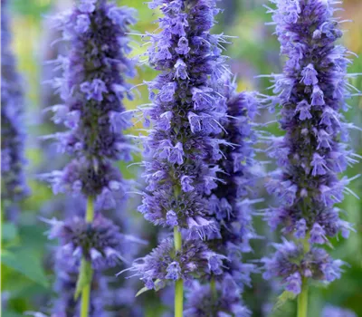 Agastache 'Blue Fortune'