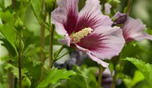 Garteneibisch 'Russian Violet'