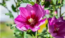 Garteneibisch 'Russian Violet'