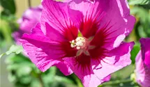 Garteneibisch 'Russian Violet'