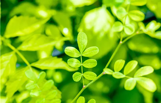 Hippocrepis emerus Hippocrepis emerus