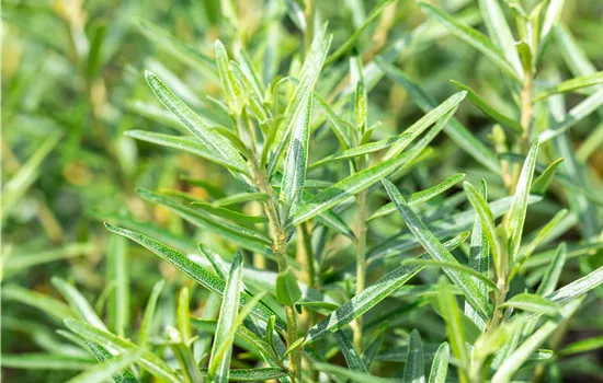 Hippophae rhamnoides 'Friesdorfer Orange'