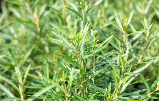 Hippophae rhamnoides 'Friesdorfer Orange' 