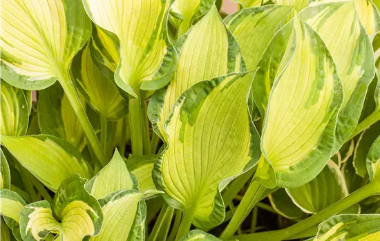 Hosta hybriden 'June'