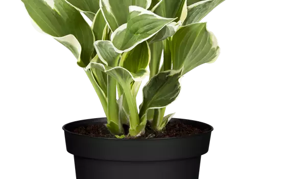 Hosta hybriden 'Minute Man'