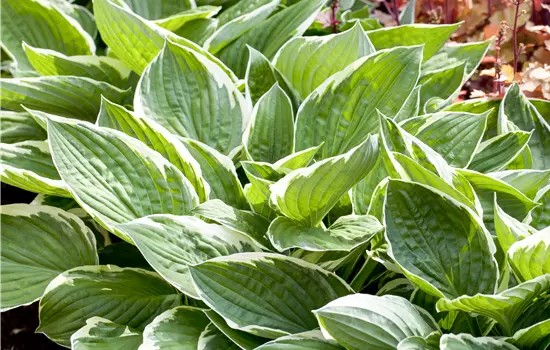 Hosta hybriden 'Patriot'