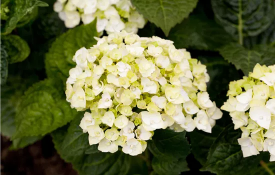 Hydrangea macrophylla 'Endless Summer The Bride'  Hydrangea macrophylla 'Endless Summer The Bride'