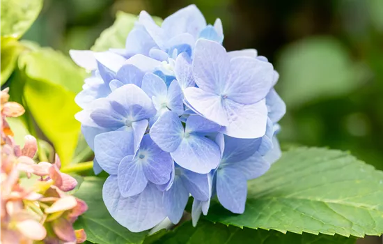 Hydrangea macrophylla 'Endless Summer The Original' Hydrangea macrophylla 'Endless Summer The Original'