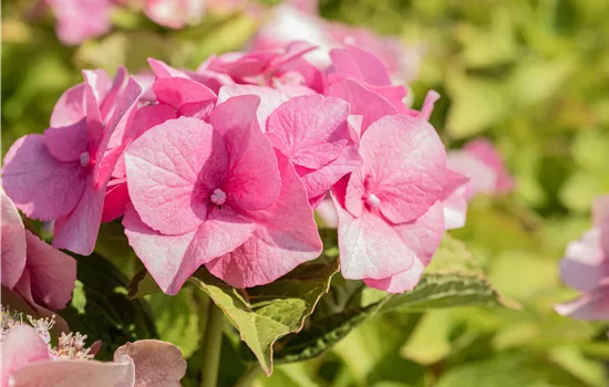 Hydrangea macrophylla 'Teller Rose'