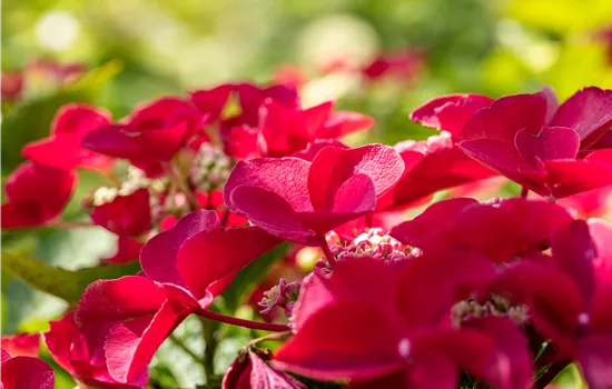 Hydrangea macrophylla 'Teller Red' Hydrangea macrophylla 'Teller Red'