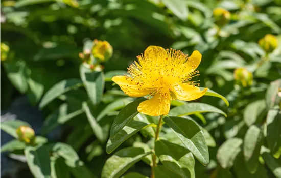Hypericum calycinum