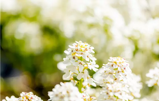 Iberis sempervirens 'Fischbeck'
