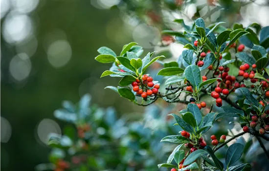 Ilex aquifolium 'J.C. van Tol'