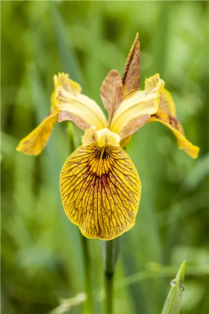Iris pseudacorus