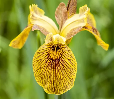Iris pseudacorus Iris pseudacorus