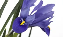 Iris versicolore
