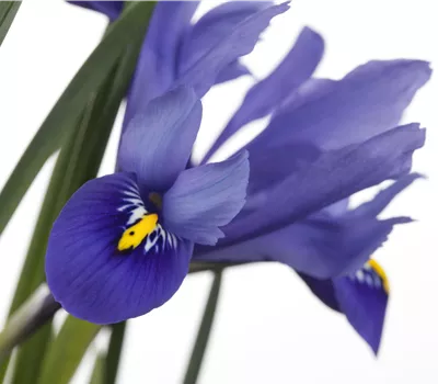 Iris versicolor Iris versicolor