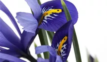 Iris versicolore