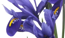 Iris versicolore