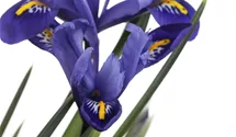 Iris versicolore