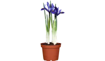 Iris versicolore
