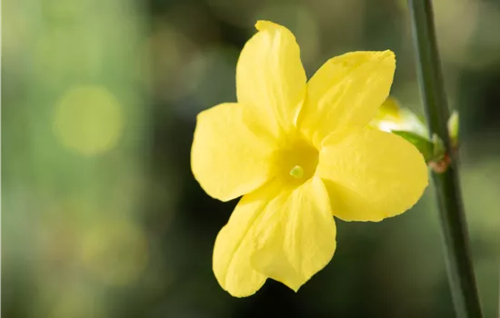 Jasminum nudiflorum 