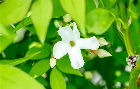 Jasminum officinale  Jasminum officinale