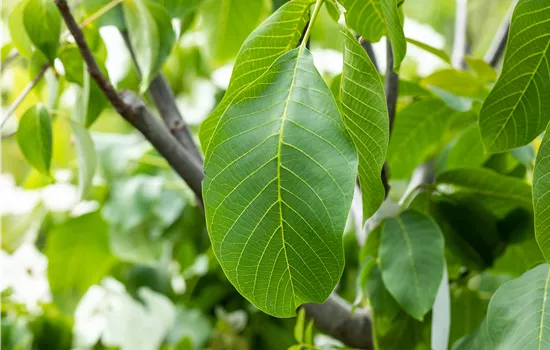 Juglans regia Juglans regia