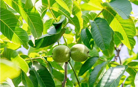 Juglans regia 'Franquette'
