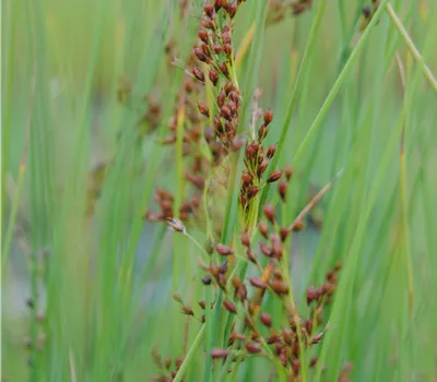 Juncus effusus Juncus effusus