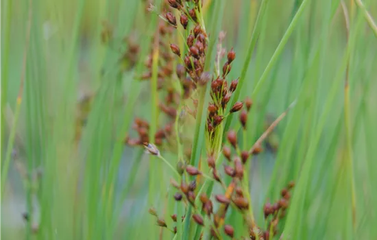 Juncus effusus