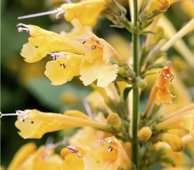 Agastache 'Kudos Yellow'