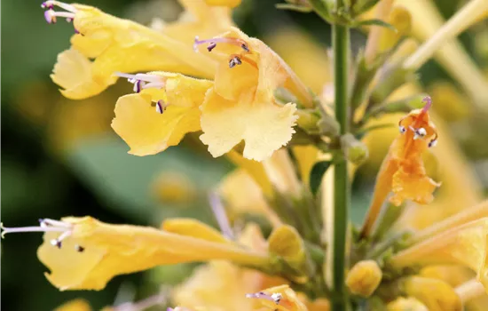 Agastache 'Kudos Yellow'