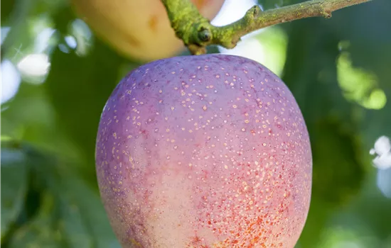 Prunus domestica 'Belle de Paris' Prunus domestica 'Belle de Paris'