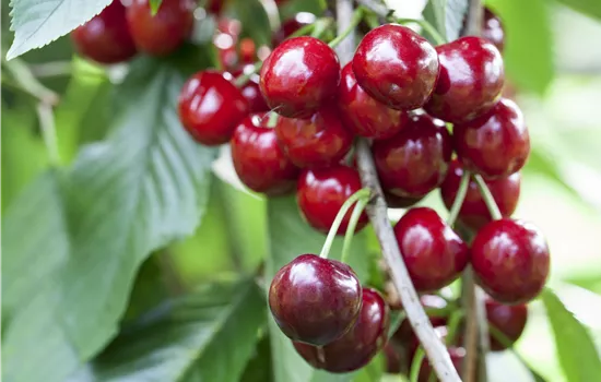 Prunus 'Bigarreau Burlat' Prunus 'Bigarreau Burlat'