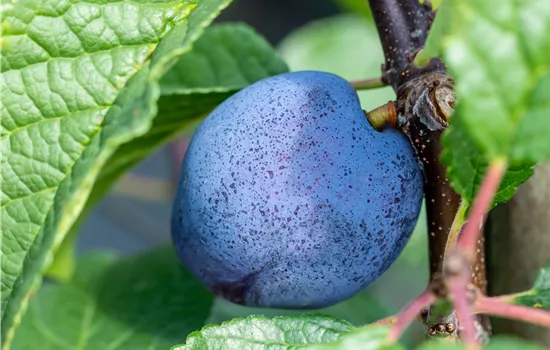 Prunus domestica 'Cacaks Schöne' Prunus domestica 'Cacaks Schöne'