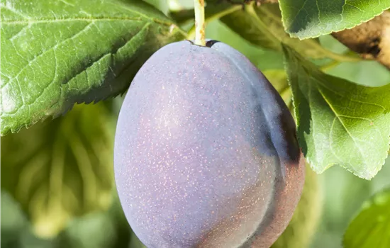 Prunus domestica 'Fellenberg'