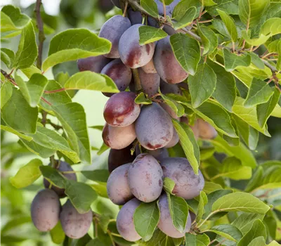 Prunus domestica 'Fruca' Prunus domestica 'Fruca'