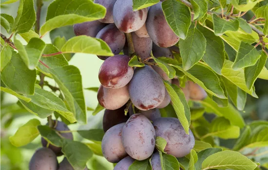 Prunus domestica 'Fruca'