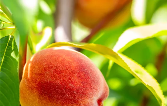 Prunus persica 'Früher Alexander' Prunus persica 'Früher Alexander'