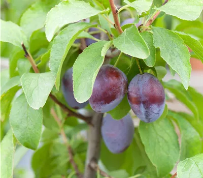 Prunus domestica 'Liane' Prunus domestica 'Liane'