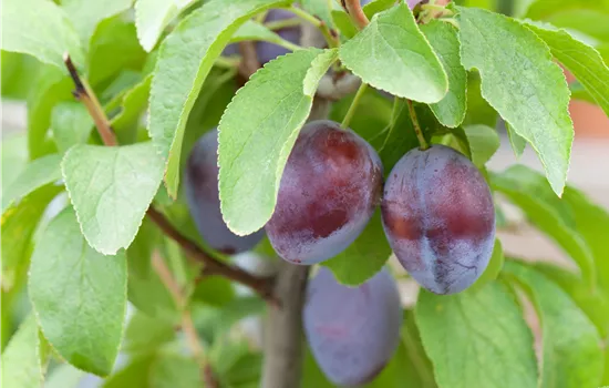 Prunus domestica 'Hanita'