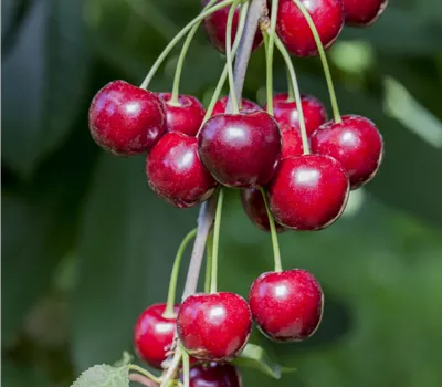 Prunus avium 'Hedelfinger Riesenkirsche'