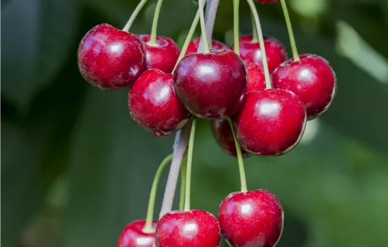 Prunus avium 'Hedelfinger Riesenkirsche' Prunus avium 'Hedelfinger Riesenkirsche'